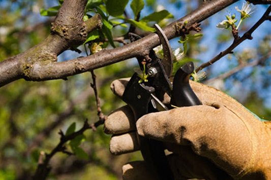 El Municipio pone a disposición el listado de podadores&nbsp;habilitados