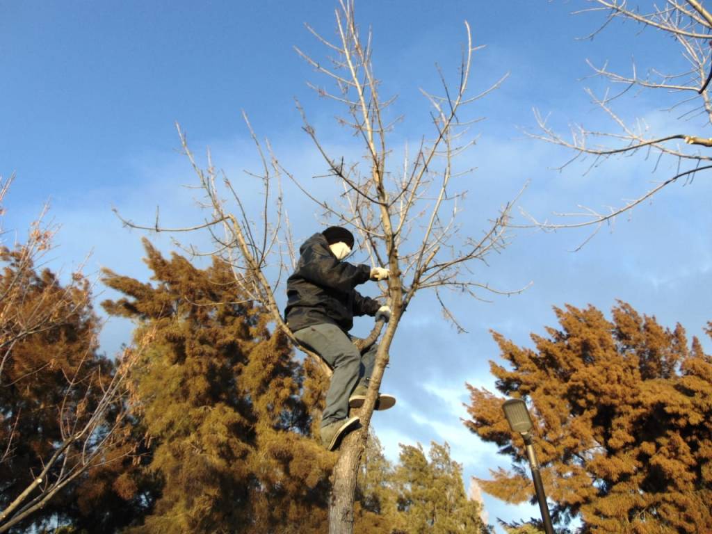 dato: Se inició la temporada de poda en&nbsp;trelew