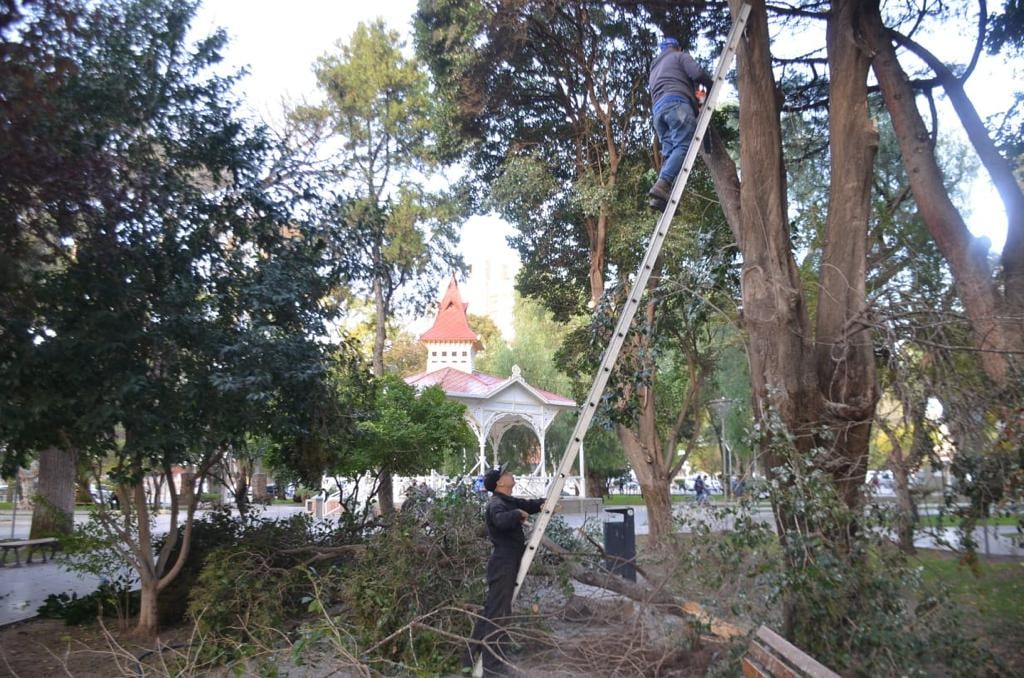 #TRELEW | Comenzaron las tareas de poda en espacios&nbsp;públicos