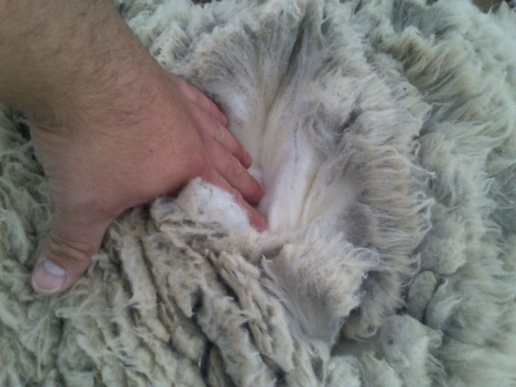 #CHUBUT | Gestionan ante Nación la reducción de derechos de exportación de&nbsp;lanas