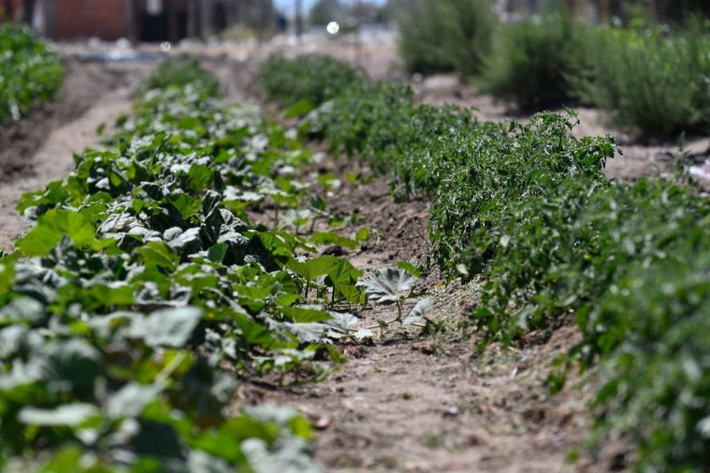 #TRELEW | Se realizó la primera cosecha del Banco de Producción de&nbsp;Alimentos