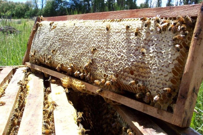 CHUBUT | Dictarán el curso de iniciación apícola destinado a productores&nbsp;chubutenses