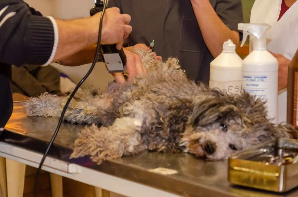 RAWSON | Comenzó la Campaña gratuita de castración canina y&nbsp;felina