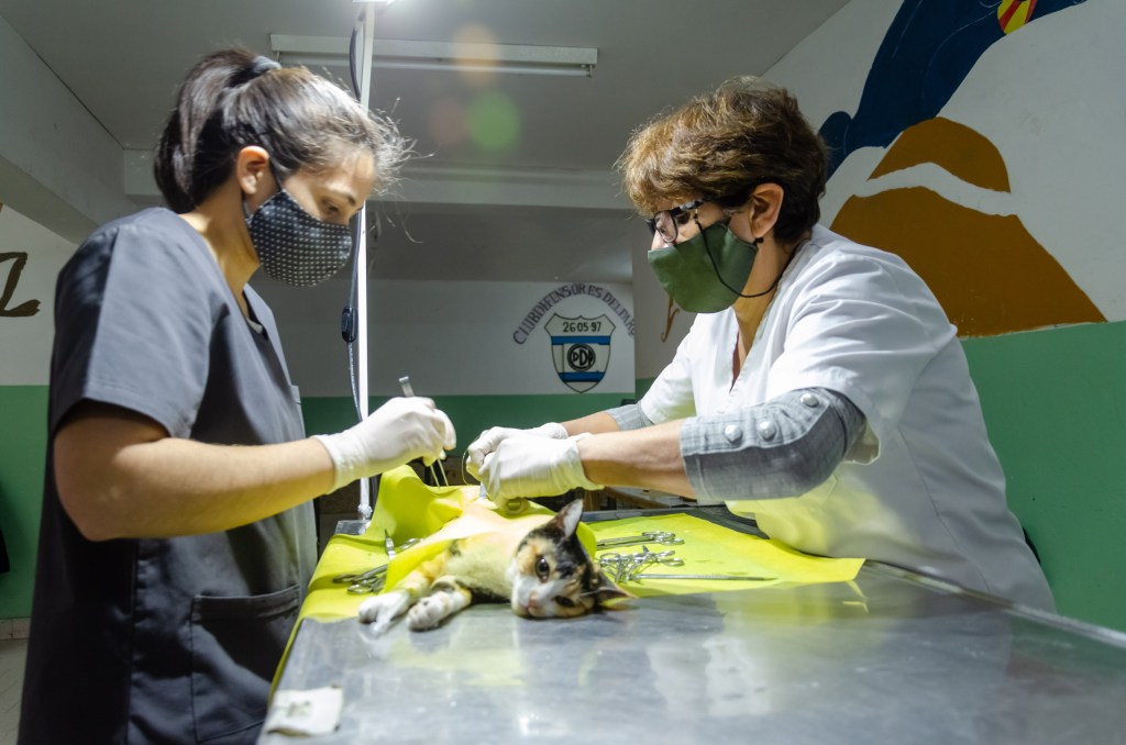 #RAWSON | Se realiza la Campaña gratuita de castración canina y&nbsp;felina