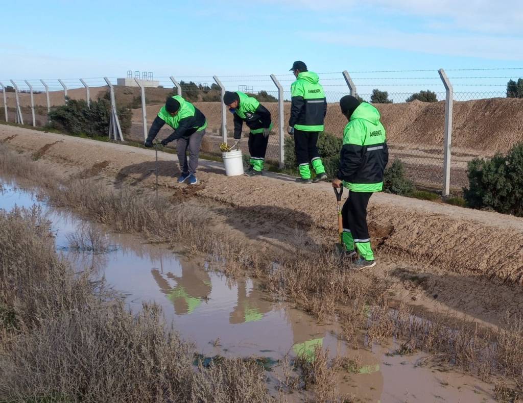 #RAWSON | SIEMBRAN SAUCE EN LAGUNAS DE EFLUENTES CLOACALES POR MEDIDA&nbsp;MEDIOAMBIENTAL