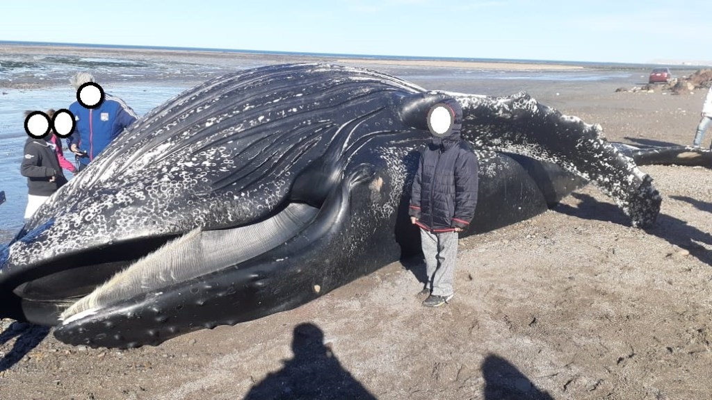 #COMODORO | UN EJEMPLAR DE BALLENA JOROBADA QUEDÓ VARADA EN LA&nbsp;COSTA