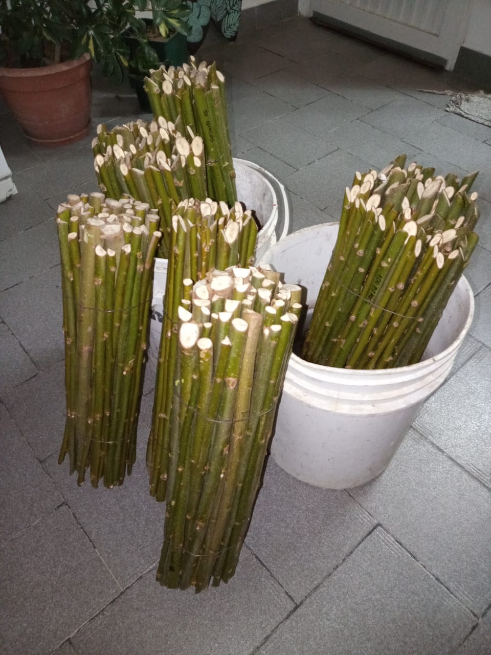 #RAWSON | UN COMERCIANTE DONÓ 400 ESTACAS DE SAUCE PARA EL CUIDADO&nbsp;AMBIENTAL