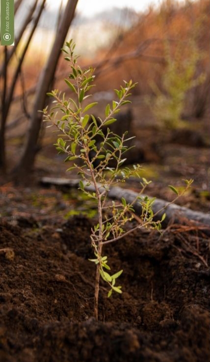 #CHUBUT | REFORESTAN ZONAS DEGRADADAS EN EL&nbsp;MAITÉN