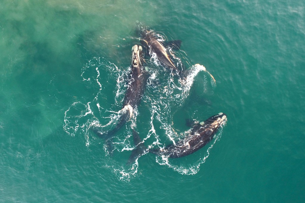 #CHUBUT | CENSO AÉREO CONFIRMÓ PRESENCIA DE 1.134 BALLENAS EN COSTAS&nbsp;CHUBUTENSES