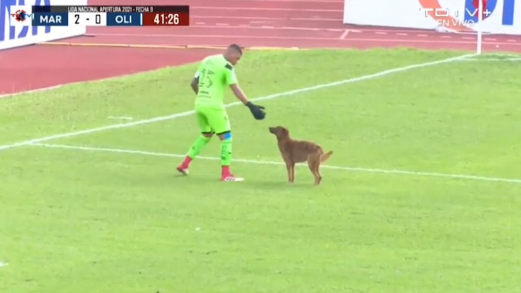 #FÚTBOL | UN PERRO MORDIÓ A UN ARQUERO EN UN PARTIDO EN&nbsp;HONDURAS