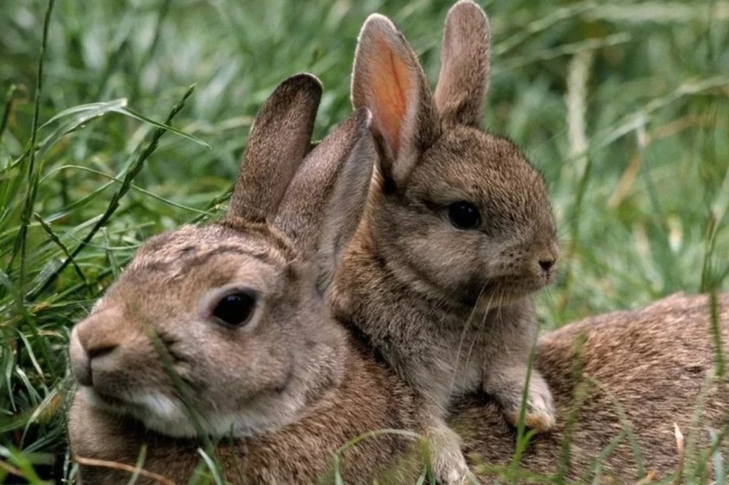 #USHUAIA | DENUNCIAN A BIÓLOGO POR CONTRABANDO DE GAS VENENOSO PARA MATAR&nbsp;CONEJOS