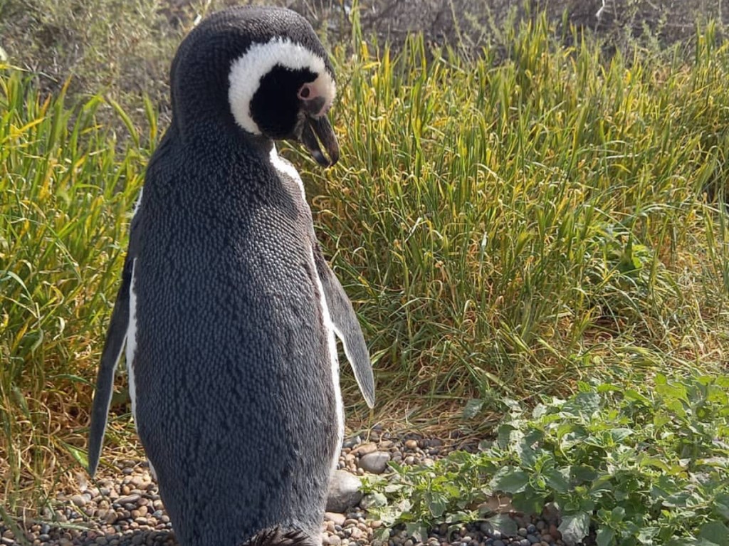 #CHUBUT |  PUNTA TOMBO ADELANTA APERTURA DE SECTORES POR UN RÉCORD INUSUAL DE&nbsp;VISITAS