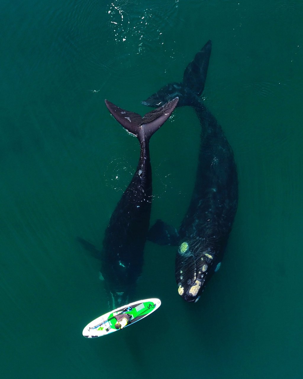 #BELLEZA Y FUROR | MIRÁ EL VIDEO DE LA BALLENA «MIMOSA» EN MADRYN QUE ES VIRAL EN EL&nbsp;MUNDO