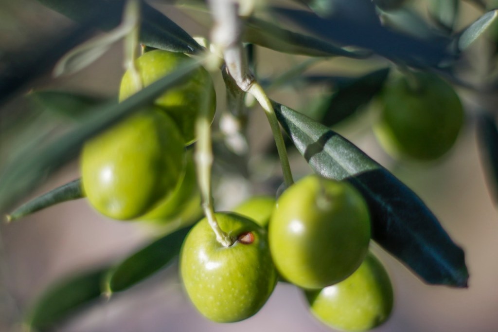 #PRODUCCIÓN | LA ALTERNATIVA DE INVERTIR EN OLIVOS EN&nbsp;CHUBUT