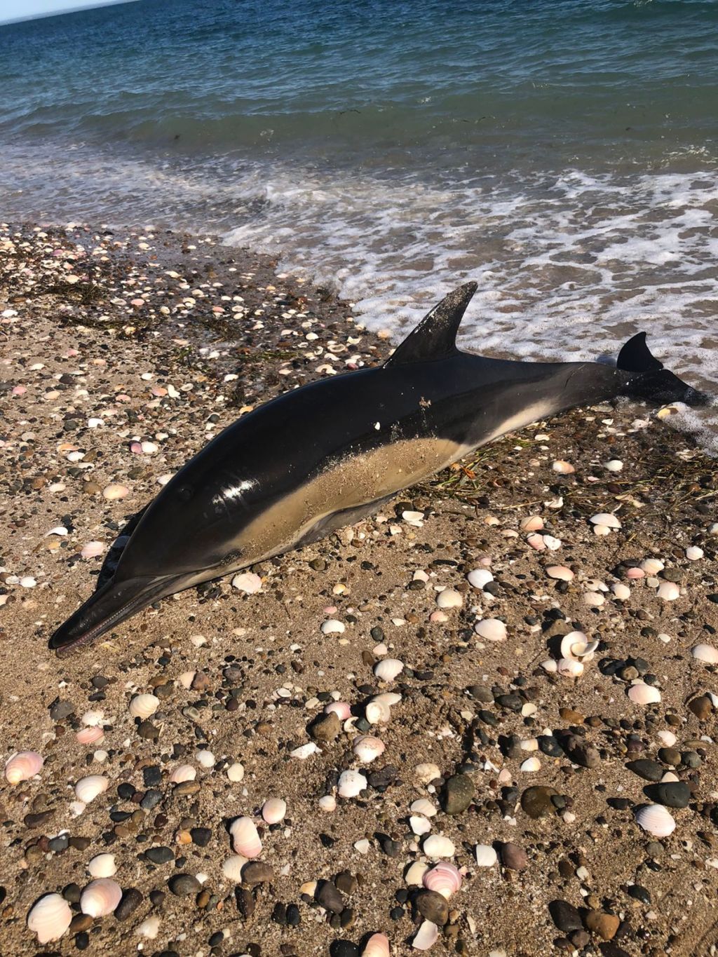 #TRISTEZA | VARAMIENTO MASIVO DE DELFINES EN SAN ANTONIO&nbsp;OESTE