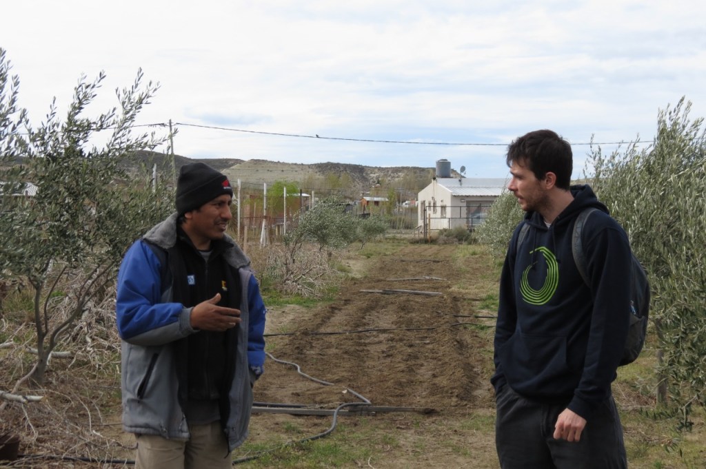 #CHUBUT | REFUERZAN LA PRODUCCIÓN OLIVÍCOLA EN LA&nbsp;PROVINCIA