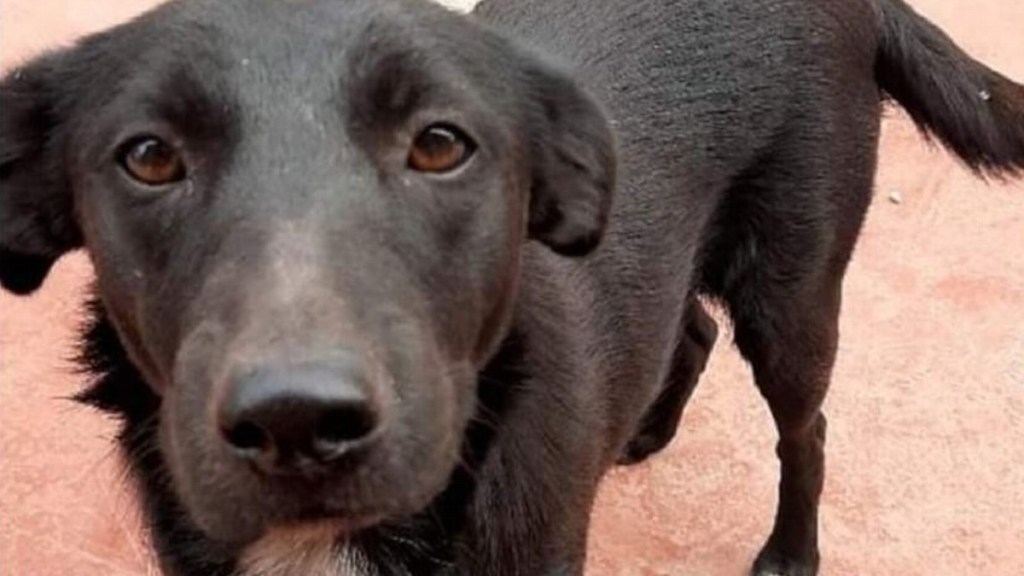 #ABERRANTE | DEPRAVADO VIOLÓ, ASESINÓ Y MUTILÓ A UNA&nbsp;PERRA