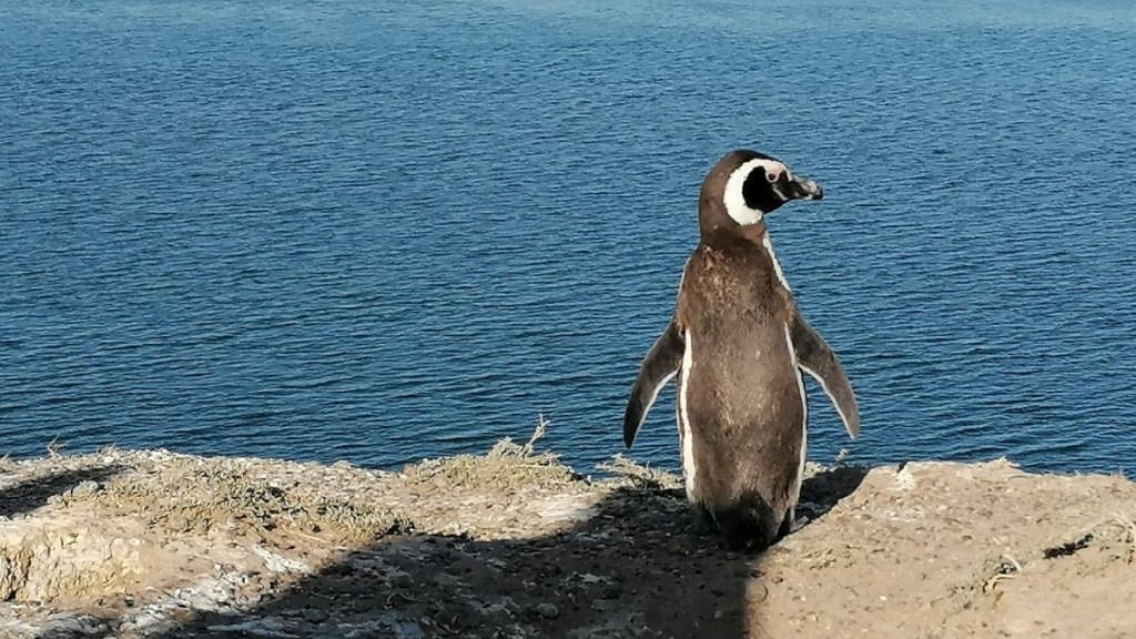 #CHUBUT | LLEGARON LOS PINGÜINOS A PUNTA&nbsp;TOMBO