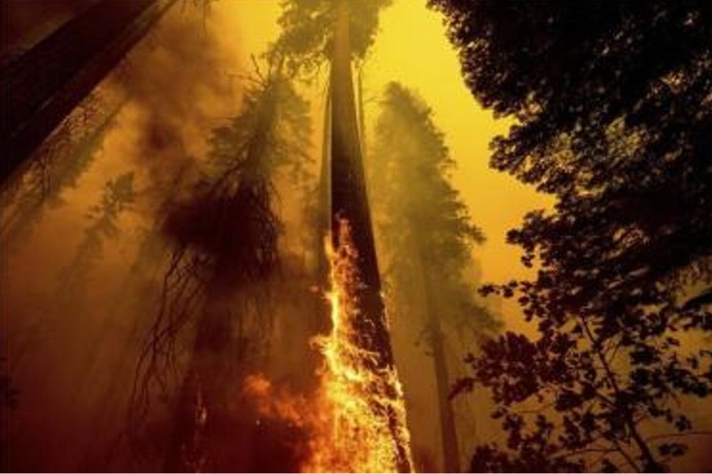 #CALIFORNIA | BOMBEROS LUCHAN POR PROTEGER DEL FUEGO A GIGANTES&nbsp;SECUOYAS