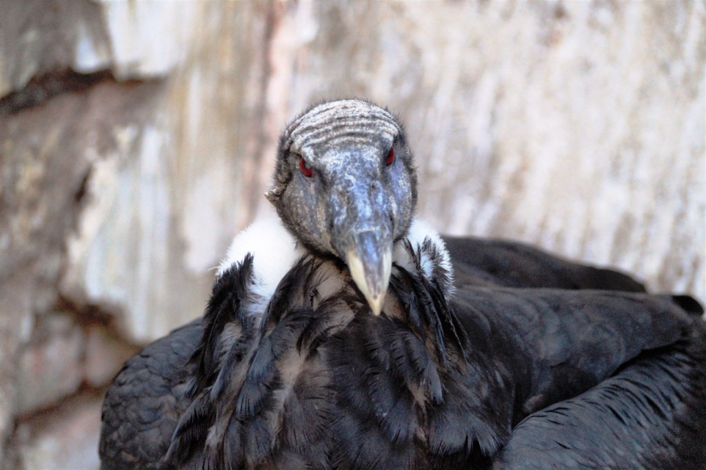 #MEJORA | LA CONDOR RESCATADA CON PERDIGONES EN EL CUERPO EVOLUCIONA&nbsp;BIEN