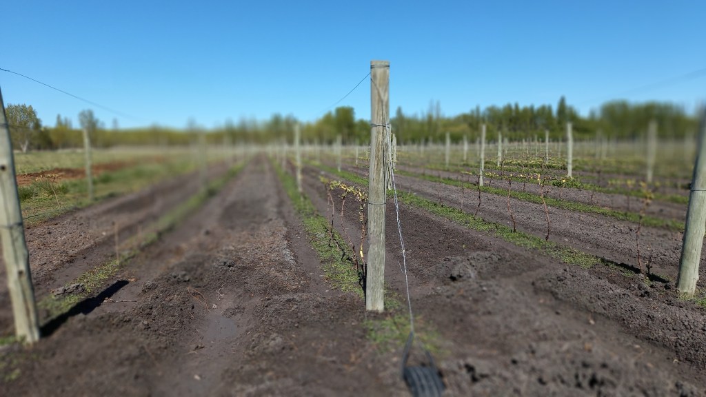 #ANIVERSARIO | LLEGA LA FERIA DE LA VID Y EL&nbsp;VINO