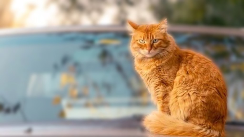 #MUNDO | WASHINGTON CONTÓ SUS GATOS: HAY 200&nbsp;MIL