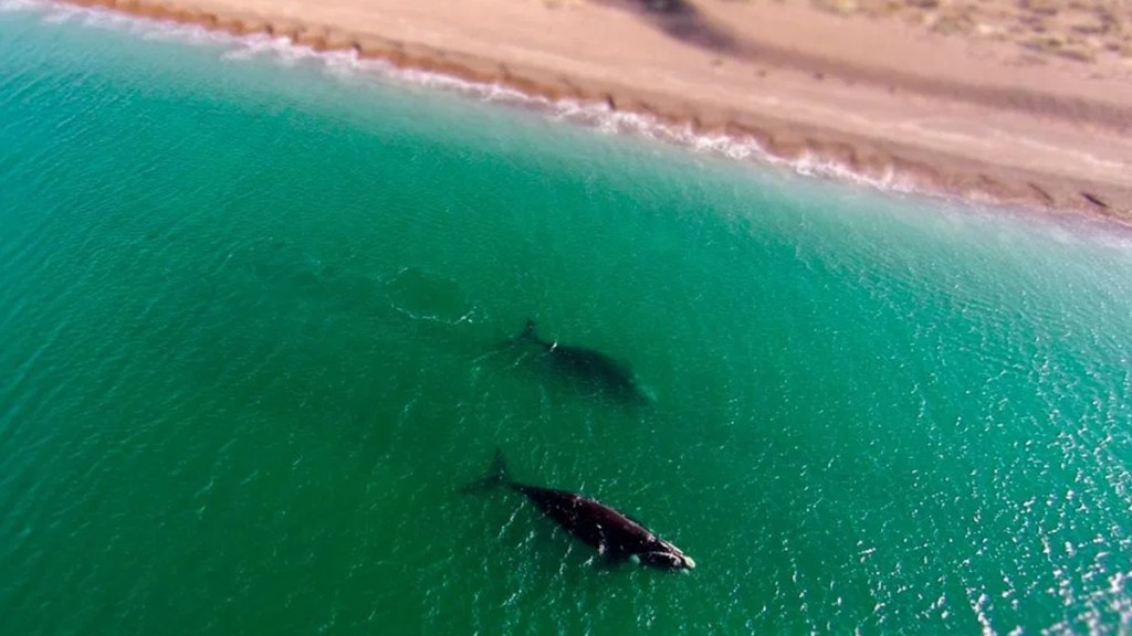 #CHUBUT |  EJECUTARÁN OBRAS EN LAS ÁREAS NATURALES PROTEGIDAS DE EL DORADILLO Y PUNTA&nbsp;LOMA