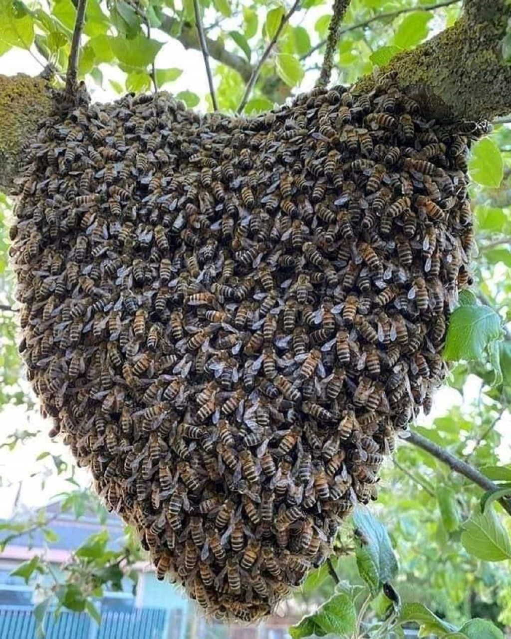 #DATO | CUIDADO ANTE LA APARACICÓN DE&nbsp;ENJAMBRES