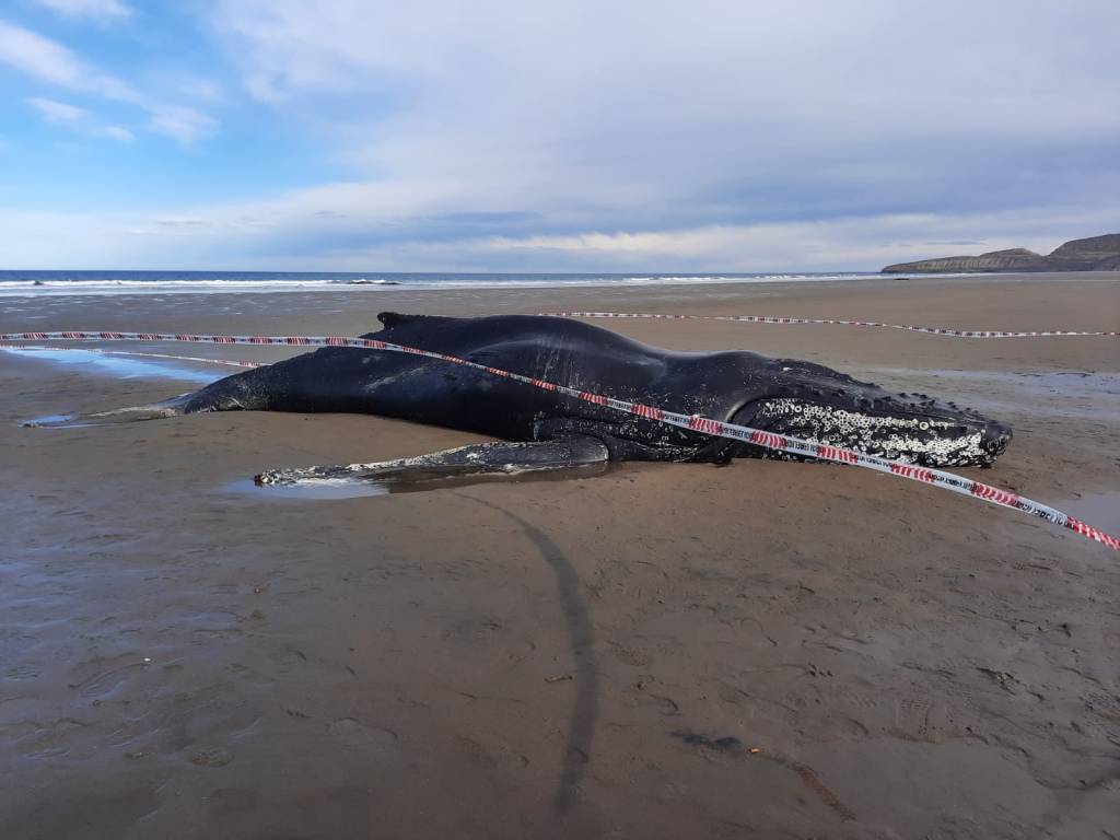 #TRISTE | MURIÓ BALLENA JOROBADA  VARADA EN COMODORO&nbsp;RIVADAVIA