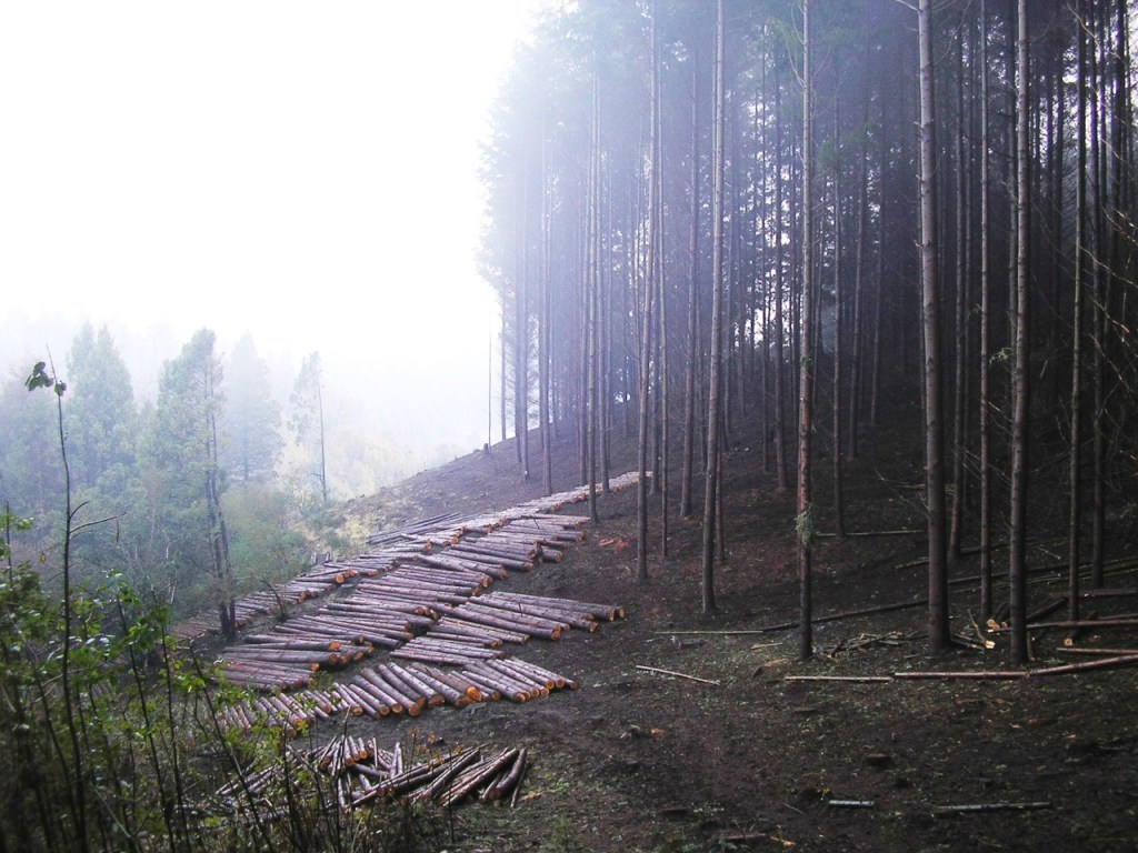 #CHUBUT | MANEJO PREVENTIVO DE&nbsp;FORESTACIONES
