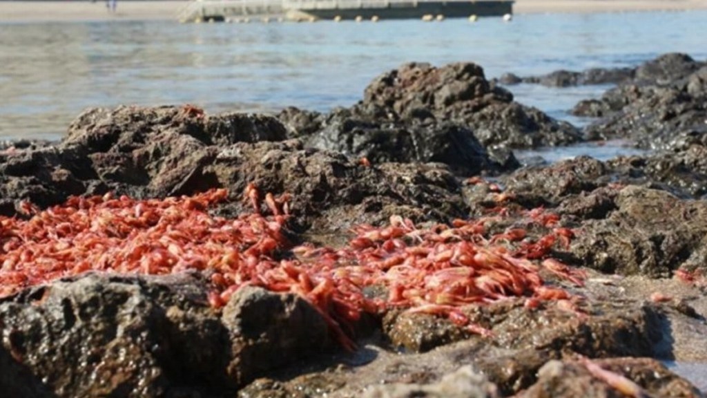 #CHUBUT | ADVIERTEN SOBRE LOS PELIGROS DE LA MAREA&nbsp;ROJA