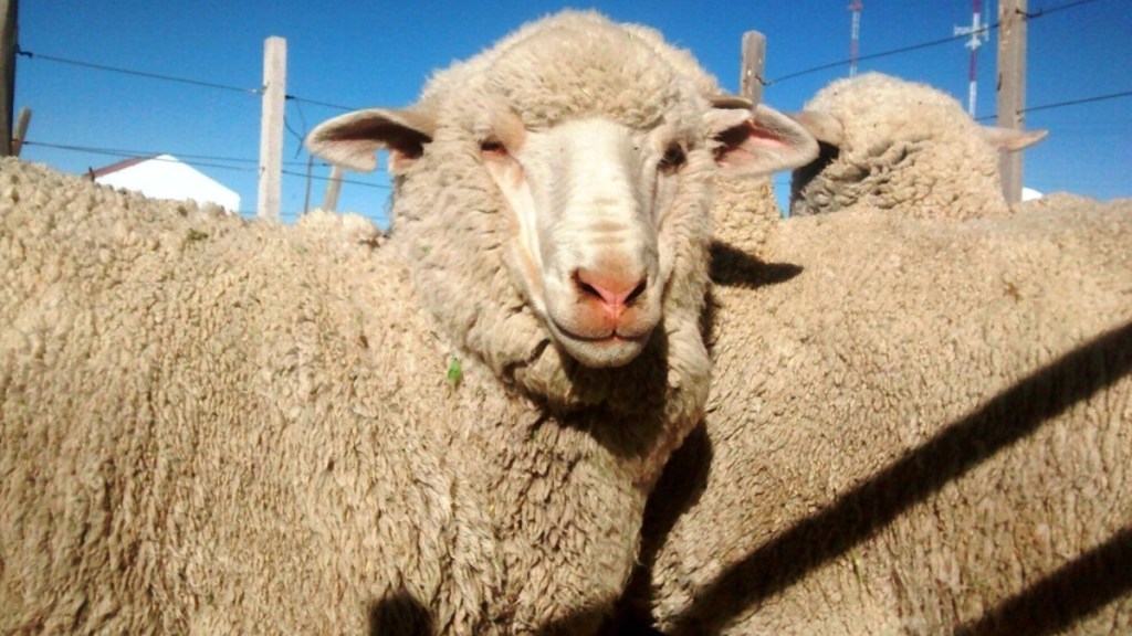 #CHUBUT | PROVINCIA CELEBRÓ LA APROBACIÓN DE LA LEY&nbsp;OVINA