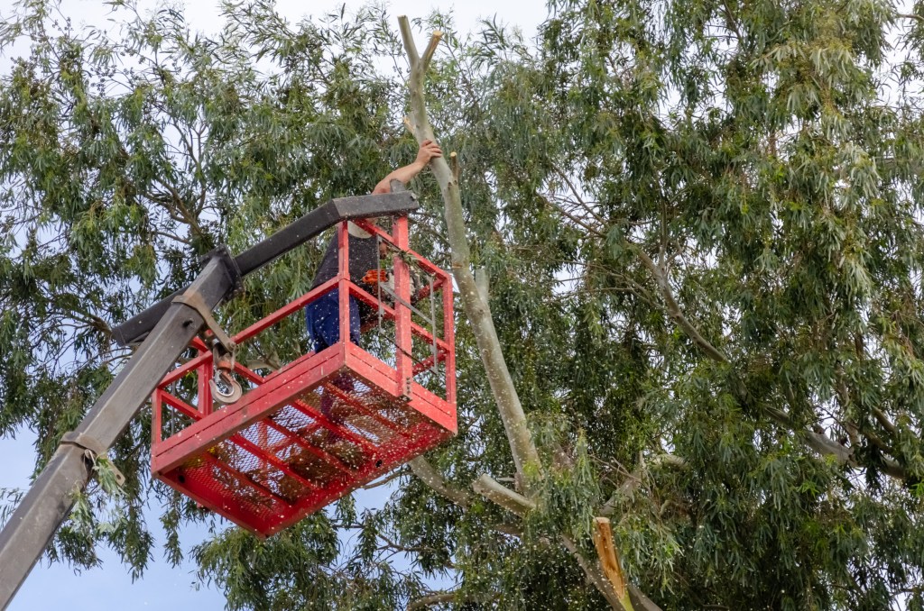 #RAWSON | EL MUNICIPIO INTERVINO EN FORESTACIÓN CON RIESGO DE&nbsp;CAÍDA