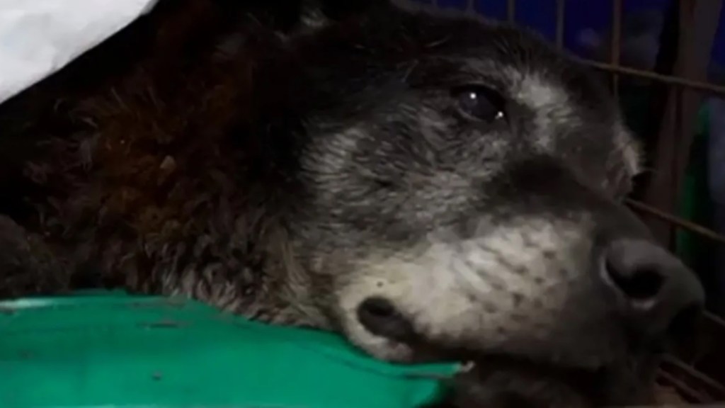 #PAÍS | RESCATARON A UN PERRITO QUE HABÍA CAÍDO A UNA ALCATARILLA LUEGO DE 20 HORAS DE&nbsp;TRABAJO