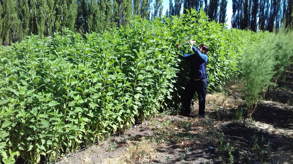 #CHUBUT | DICTAN TALLER SOBRE BUENAS PRÁCTICAS AGRÍCOLAS OBLIGATORIAS EN&nbsp;SARMIENTO