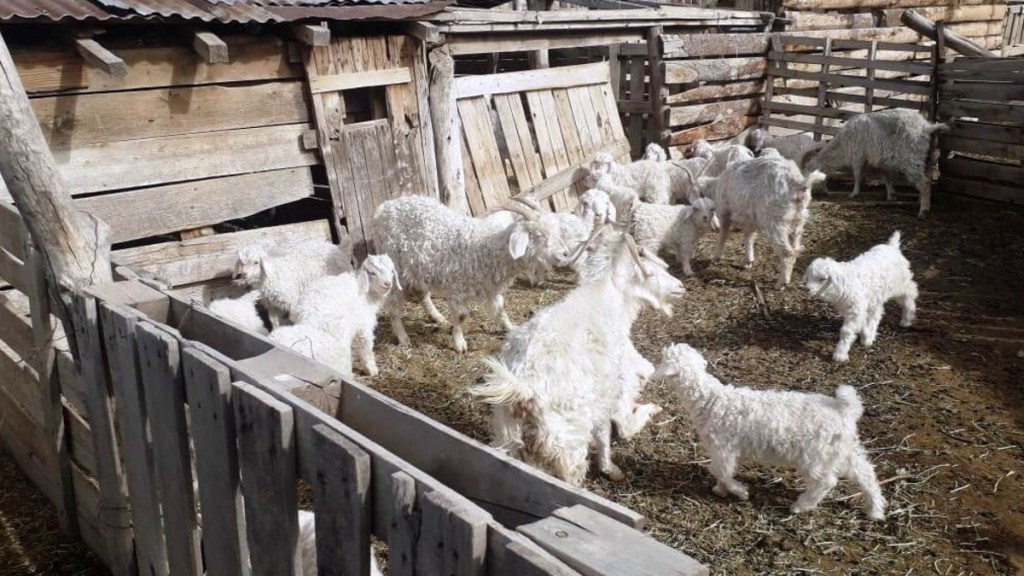 #CHUBUT | EL GOBIERNO DE LA PROVINCIA ACOMPAÑA A PRODUCTORES CAPRINOS EN LA ZAFRA DE FIBRA&nbsp;MOHAIR