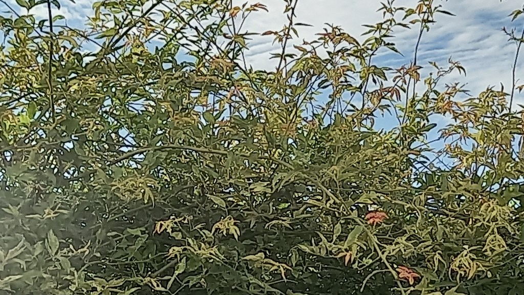 #CLIMA | ¿CÓMO ESTARÁ LA TEMPERATURA ESTA NOCHE&nbsp;BUENA?