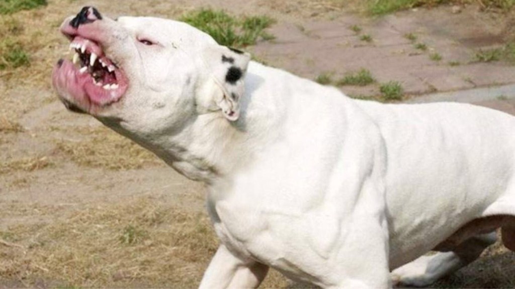 #POLICIALES | UN NENE DE 4 AÑOS FUE ATACADO Y GRAVEMENTE HERIDO EN LA CARA POR UN&nbsp;DOGO