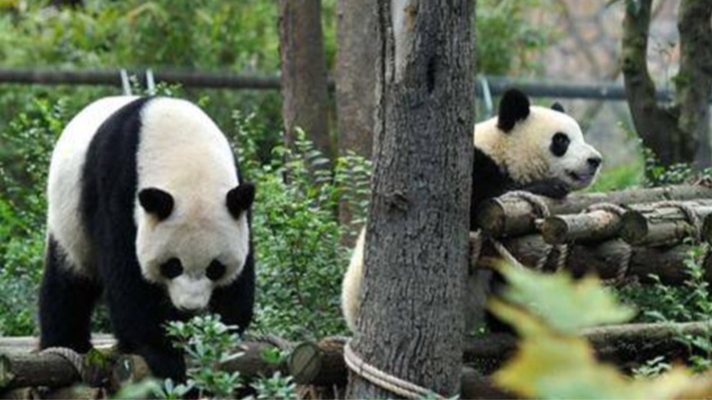 #CHINA | ENCUENTRAN FÓSILES DE PANDAS GIGANTES DE MAS DE 100 MIL&nbsp;AÑOS