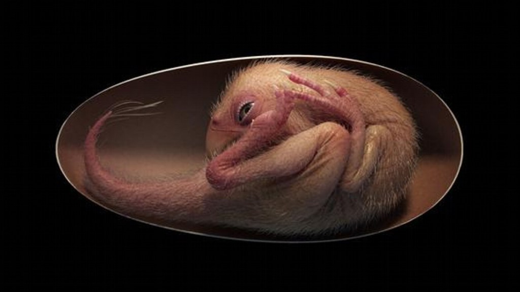 #ASOMBROSO | DESCUBREN EMBRIÓN DE DINOSAURIO PERFECTAMENTE CONSERVADO A PUNTO DE&nbsp;NACER
