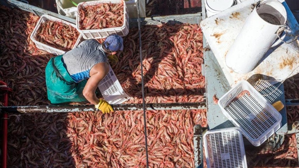 #CHUBUT | EN EL PUERTO DE RAWSON SE DESCARGAN 60 MIL CAJONES DE LANGOSTINOS POR&nbsp;DÍA