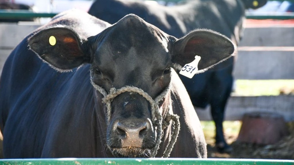 #TRAGEDIA | ANCIANO MUERE EMBESTIDO POR UN&nbsp;TORO
