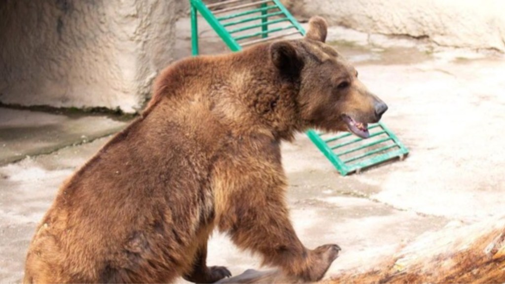 #HORROR | UNA MUJER TRATÓ DE MATAR A SU HIJA DE TRES AÑOS TIRÁNDOLA A LA JAULA DE LOS&nbsp;OSOS