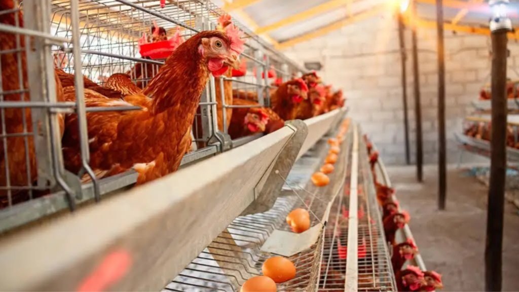 #URUGUAY | POR LA OLA DE CALOR MURIERON 400 MIL&nbsp;GALLINAS