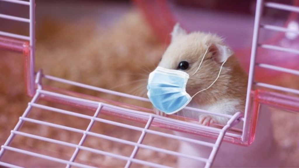 #MUNDO | SACRIFICARÁN A MILES DE HAMSTERS POR UN BROTE DE COVID-19 EN HONG&nbsp;KONG
