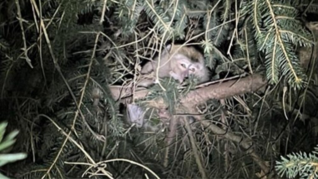 #TRISTE | MATARON A TRES MONITOS QUE SE HABÍAN FUGADO CUANDO LOS LLEVABAN A UN&nbsp;LABORATORIO