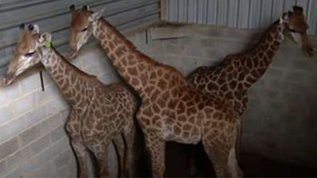 #BRASIL | MURIERON TRES JIRAFAS EN UN BIOPARQUE DE RÍO DE JANEIRO E INVESTIGAN&nbsp;MALTRATOS