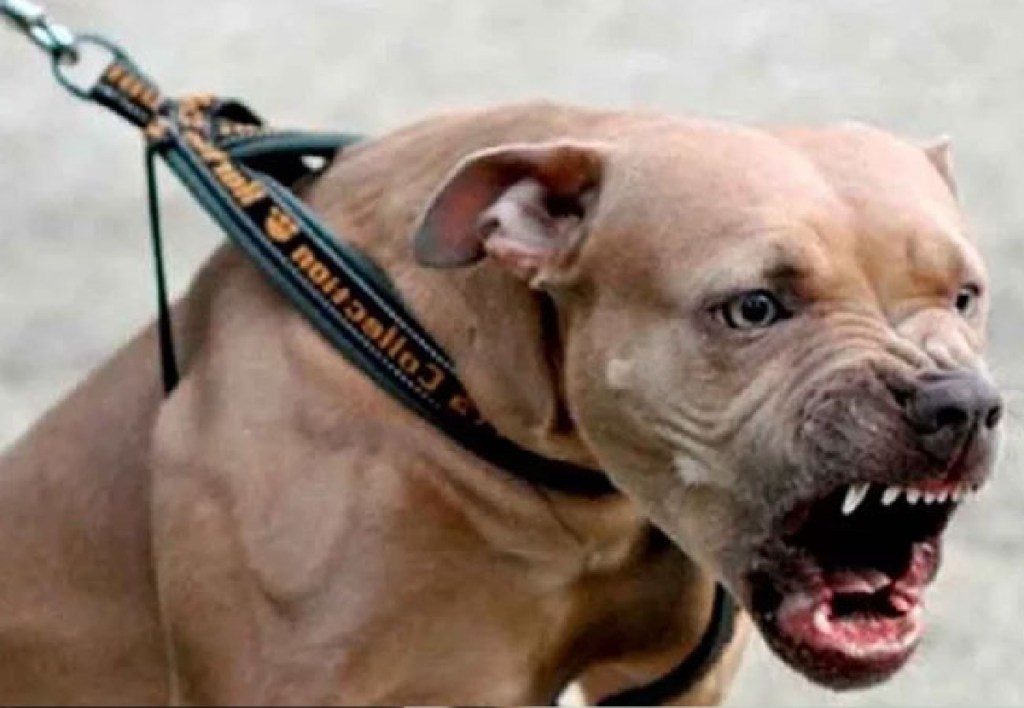 #MADRYN | IMPUTARON PENALMENTE AL DUEÑO DEL PITBULL QUE MORDIÓ A UNA&nbsp;NENA