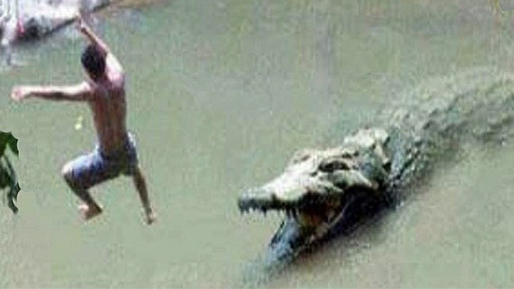 #HORROR | UN HOMBRE FUE DEVORADO POR UN COCODRILO MIENTRAS NADABA EN UN RÍO DE&nbsp;INDONESIA