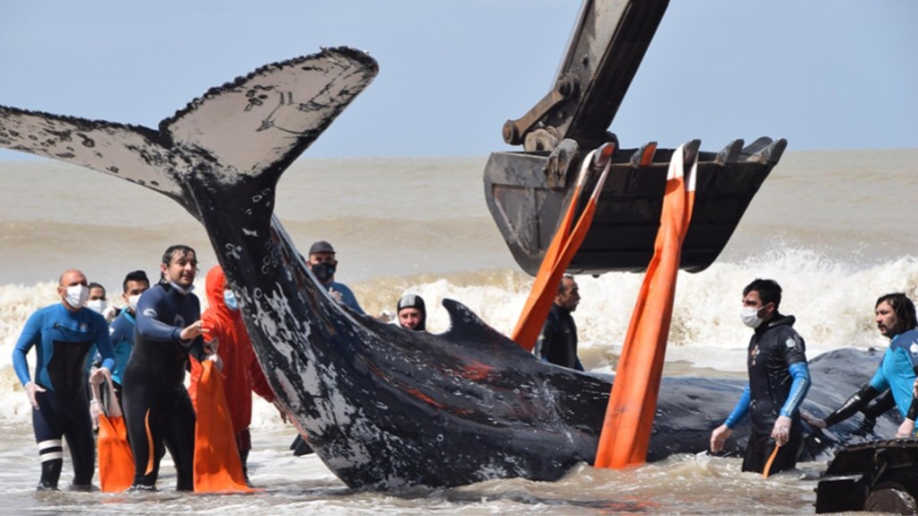 #CHUBUT | 45 BALLENAS APARECIERON MUERTAS EN PENÍNSULA VALDÉS EL AÑO PASADO 